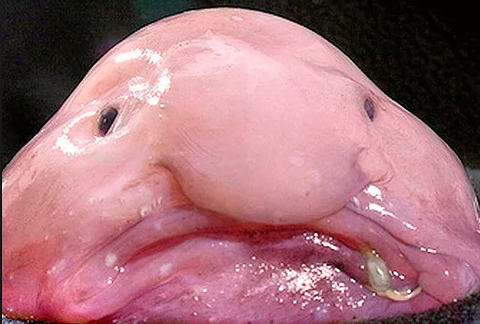 Ngoại hình của cá blobfish gây ám ảnh với làn da trắng sữa ngả hồng, cơ thể phồng rộp giống như thạch, gương mặt nhiều nếp nhăn, và miệng méo xệch.(Ảnh: Excelsior Classes)