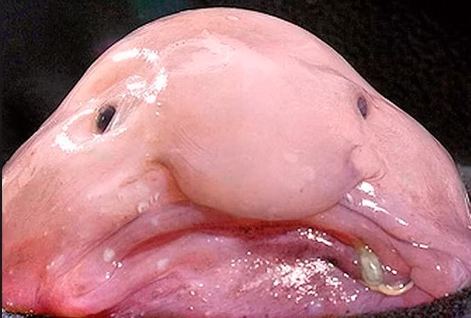 Ngoại hình của cá blobfish gây ám ảnh với làn da trắng sữa ngả hồng, cơ thể phồng rộp giống như thạch, gương mặt nhiều nếp nhăn, và miệng méo xệch.(Ảnh: Excelsior Classes)