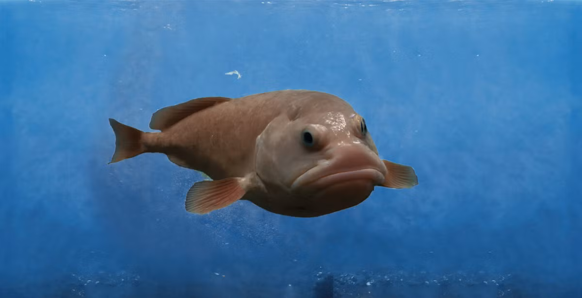 Khi rời môi trường sống, áp suất thay đổi đột ngột khiến cơ thể cá blobfish chảy xệ, tạo nên ngoại hình "í ẹ" mà con người thường thấy.(Ảnh: BioTriad Environmental)