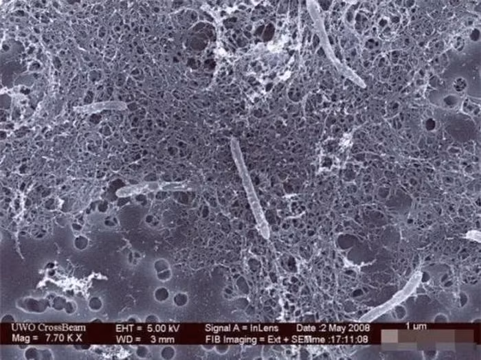 Trong lòng đất sâu thẳm, nơi ánh sáng mặt trời không thể chạm tới, tồn tại một sinh vật độc đáo được mệnh danh là "nấm khoáng vàng". Loài vi khuẩn này không chỉ thách thức mọi hiểu biết thông thường về sự sống mà còn mở ra những câu hỏi đầy thú vị về khả năng tồn tại của sinh vật trong môi trường khắc nghiệt, thậm chí ngoài Trái Đất.(Ảnh: DNVN)