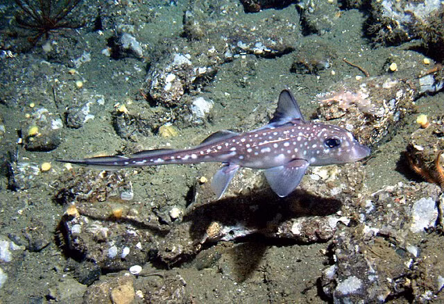 Cá mập ma có có kích thước khi trưởng thành có thể đạt tới 1,5 m, cơ thể mềm mại, thuôn dài, và phần đầu chứa nhiều tế bào giác quan nhạy bén.(Ảnh: Wikipedia)