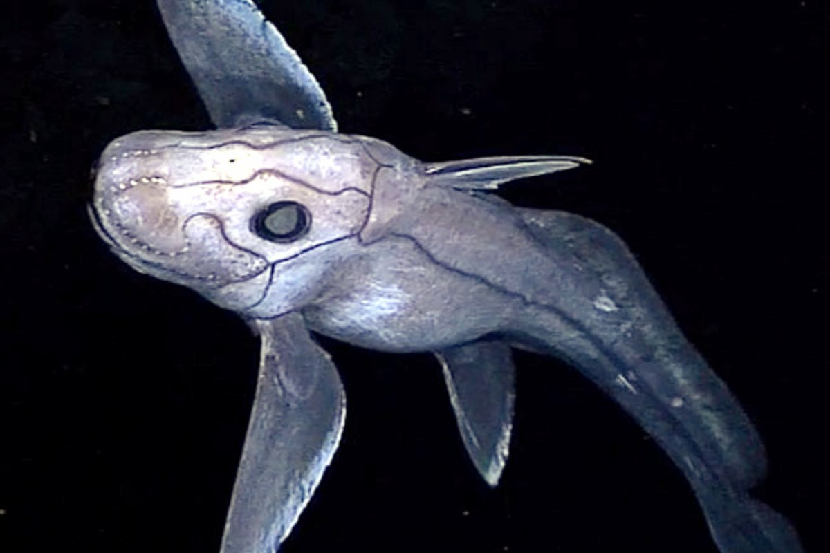 Cá mập ma thuộc họ hàng với cá mập và cá đuối, nhưng đã tách ra từ khoảng 300 triệu năm trước và tổ tiên của chúng sống cách đây gần 400 triệu năm. (Ảnh: greenMe)