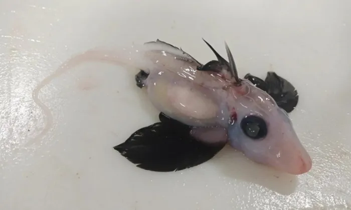 Trong thế giới đầy kỳ thú và bí ẩn của đại dương, cá mập ma nổi lên như một sinh vật bí ẩn nhất. Các nhà khoa học tại New Zealand đã phát hiện một cá thể cá mập ma sơ sinh tại độ sâu hơn 1.200 mét, gần đảo Nam của New Zealand. (Ảnh: Brit Finucci)