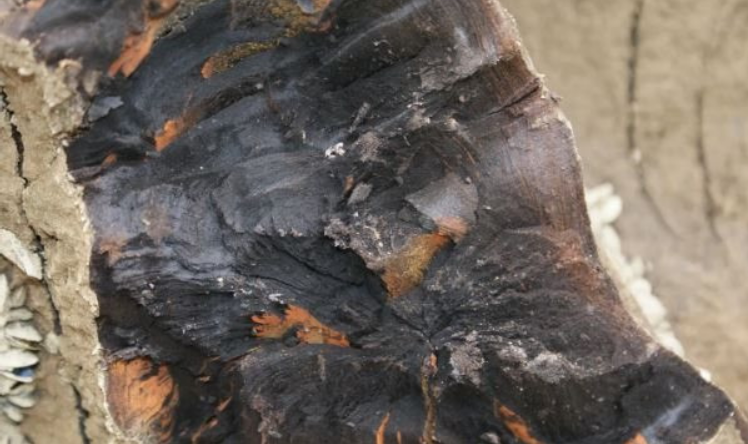 Các chuyên gia xác nhận đây là gỗ âm trầm quý hiếm, có tuổi đời từ 3.000 đến 10.000 năm, được mệnh danh là "Đông Phương Thần Mộc". (Ảnh: Ifeng)