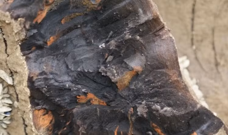 Các chuyên gia xác nhận đây là gỗ âm trầm quý hiếm, có tuổi đời từ 3.000 đến 10.000 năm, được mệnh danh là "Đông Phương Thần Mộc". (Ảnh: Ifeng)