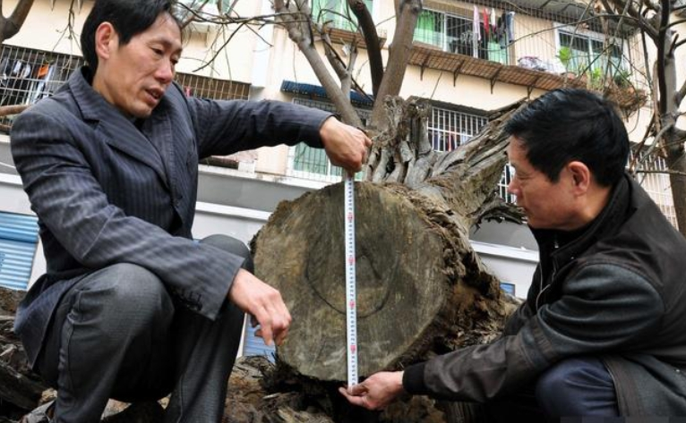 Giá trị cây gỗ được ước tính không dưới 349 tỷ đồng (100 triệu NDT), thậm chí được xem là vô giá. (Ảnh: Kknews.cc)