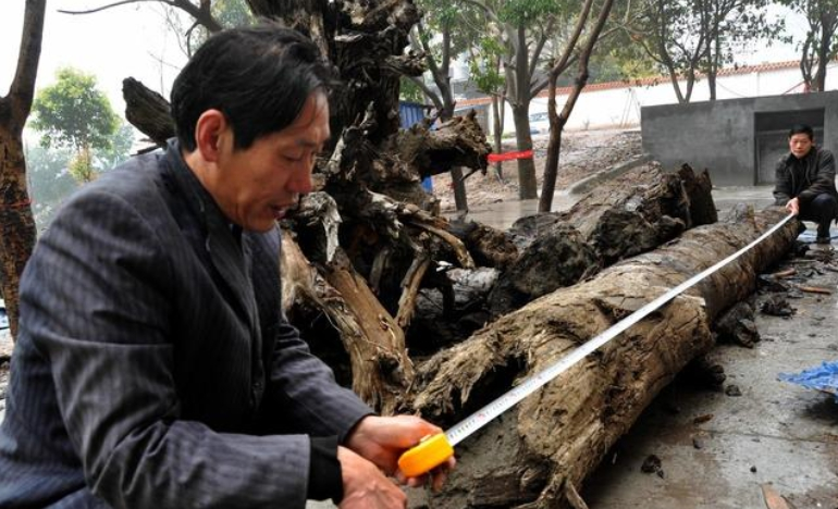 Loại gỗ này hiếm và khó khai thác do nằm sâu dưới lòng đất và cần điều kiện đặc biệt để hình thành. (Ảnh: Kknews.cc)