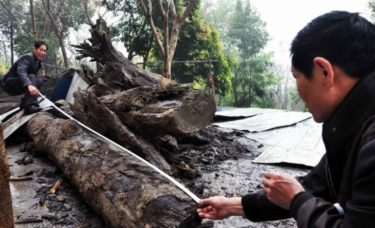 Trước đó, một khúc gỗ âm trầm khác dài 3,5m đã được phát hiện vào năm 2016 tại Quảng Đông, Trung Quốc, cũng có giá trị lớn. (Ảnh: Kknews.cc)
