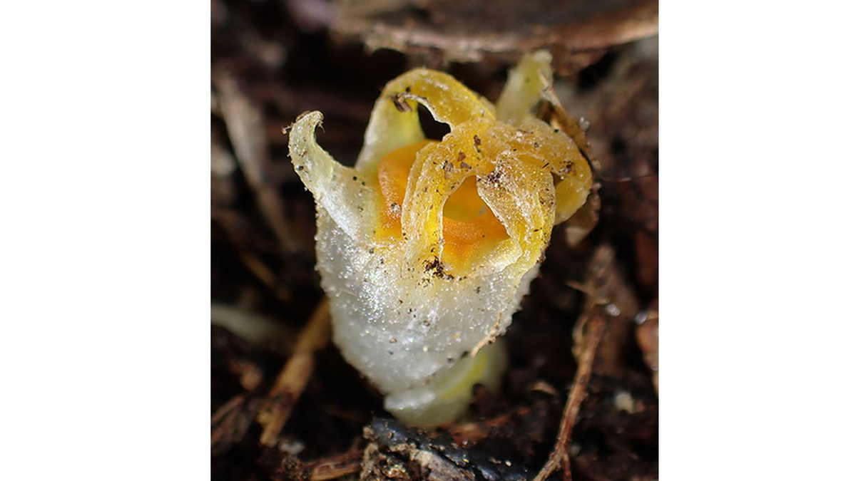 Phát hiện cũng cung cấp thông tin mới về mối quan hệ tiến hóa giữa Thismia kobensis và Thismia americana, loài hoa đã tuyệt chủng ở Bắc Mỹ.(Ảnh:National Geographic)