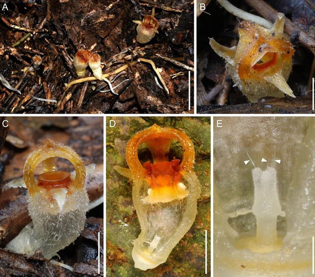 Việc tái phát hiện loài hoa này mở ra hướng bảo tồn và hiểu thêm về sự phân bố của chi thực vật Thismia.(Ảnh:sung Hsin Hsieh/Tian Chuan Hsu)