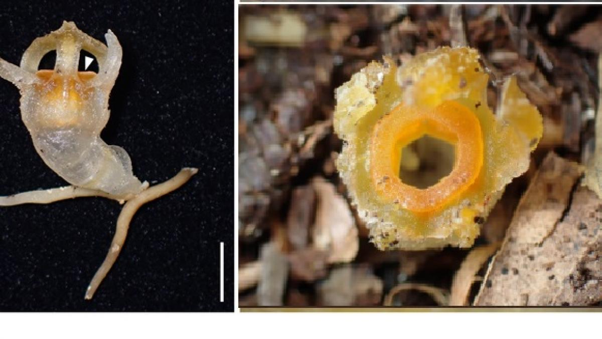 Thismia kobensis lấy năng lượng từ nấm thông qua mạng rễ chung, khiến nó rất nhạy cảm với các thay đổi môi trường.(Ảnh:La Vanguardia)