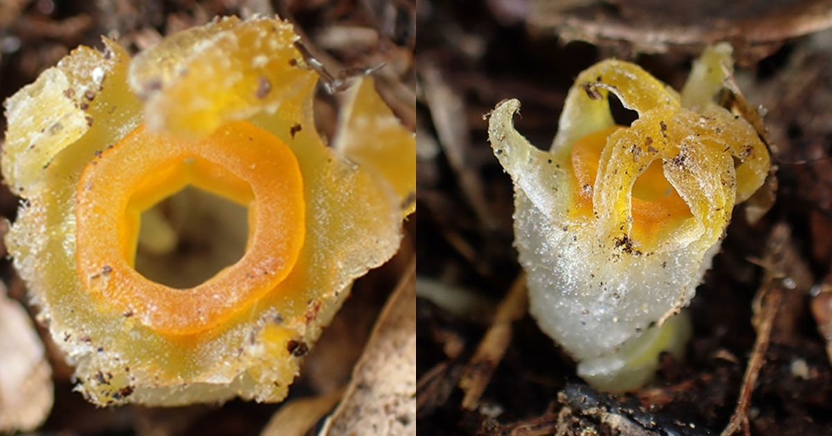 Tuy nhiên, loài này vẫn bị đe dọa bởi các hoạt động xâm phạm môi trường sống tại khu vực tái phát hiện.(Ảnh:newspenguin)