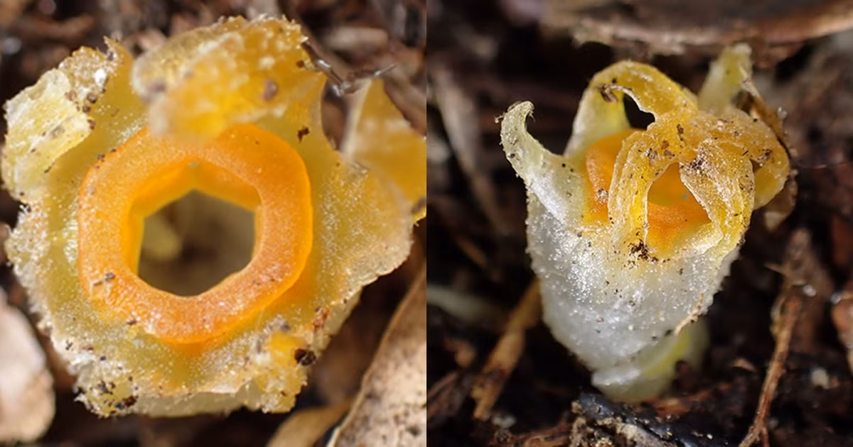 Tuy nhiên, loài này vẫn bị đe dọa bởi các hoạt động xâm phạm môi trường sống tại khu vực tái phát hiện.(Ảnh:newspenguin)