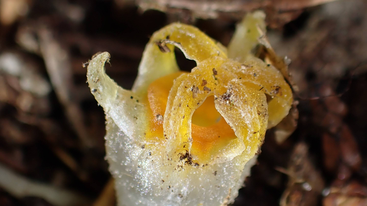 Loài hoa "đèn lồng cổ tích" Thismia kobensis tái xuất tại tỉnh Hyōgo, Nhật Bản sau hơn 20 năm được cho là tuyệt chủng. (Ảnh:The Japan Times)