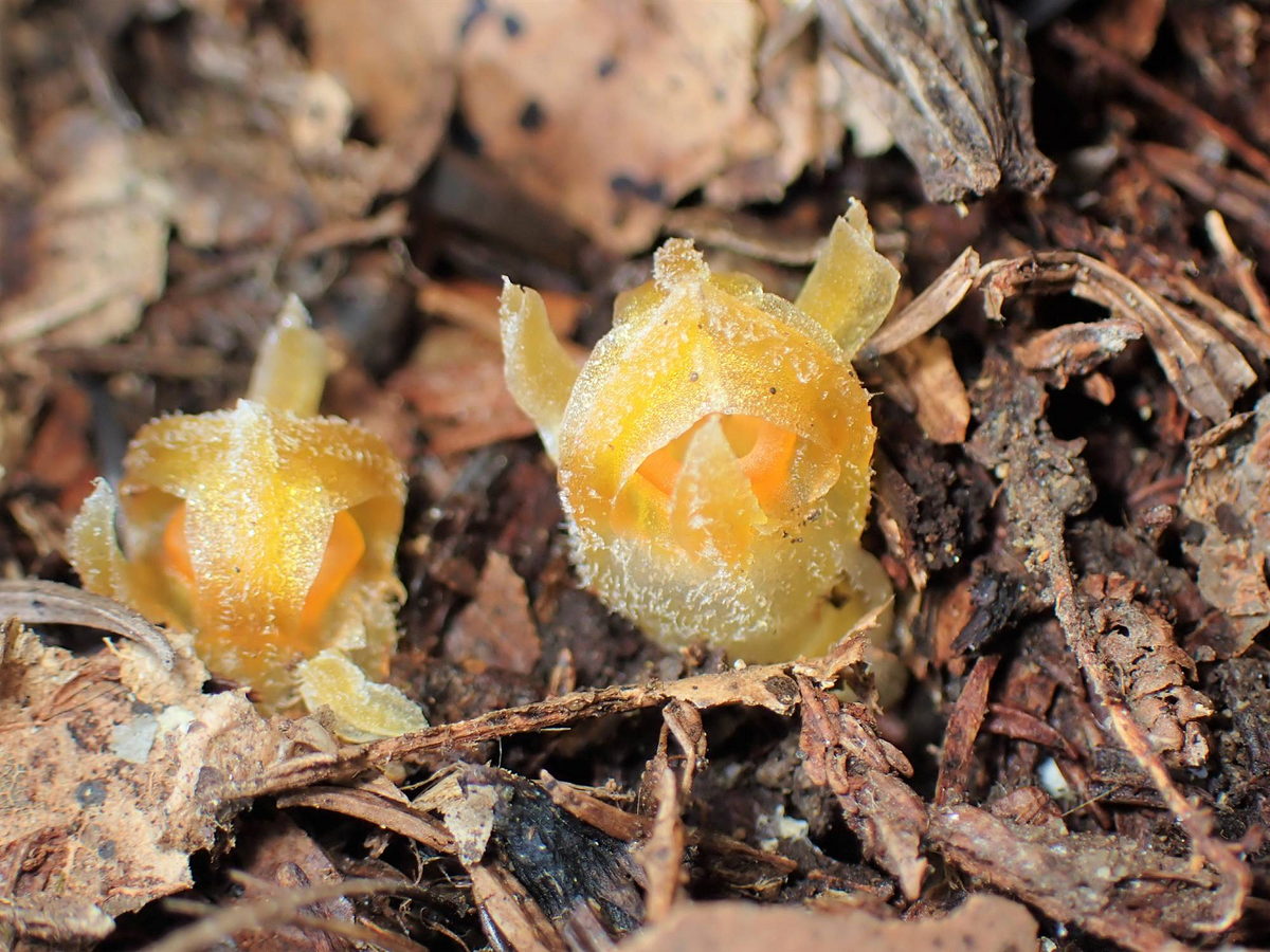 Đây là loài thực vật dị dưỡng nấm, sống dưới lòng đất và chỉ trồi lên với hoa hình đèn lồng vào mùa mưa.(Ảnh:The Japan Times)