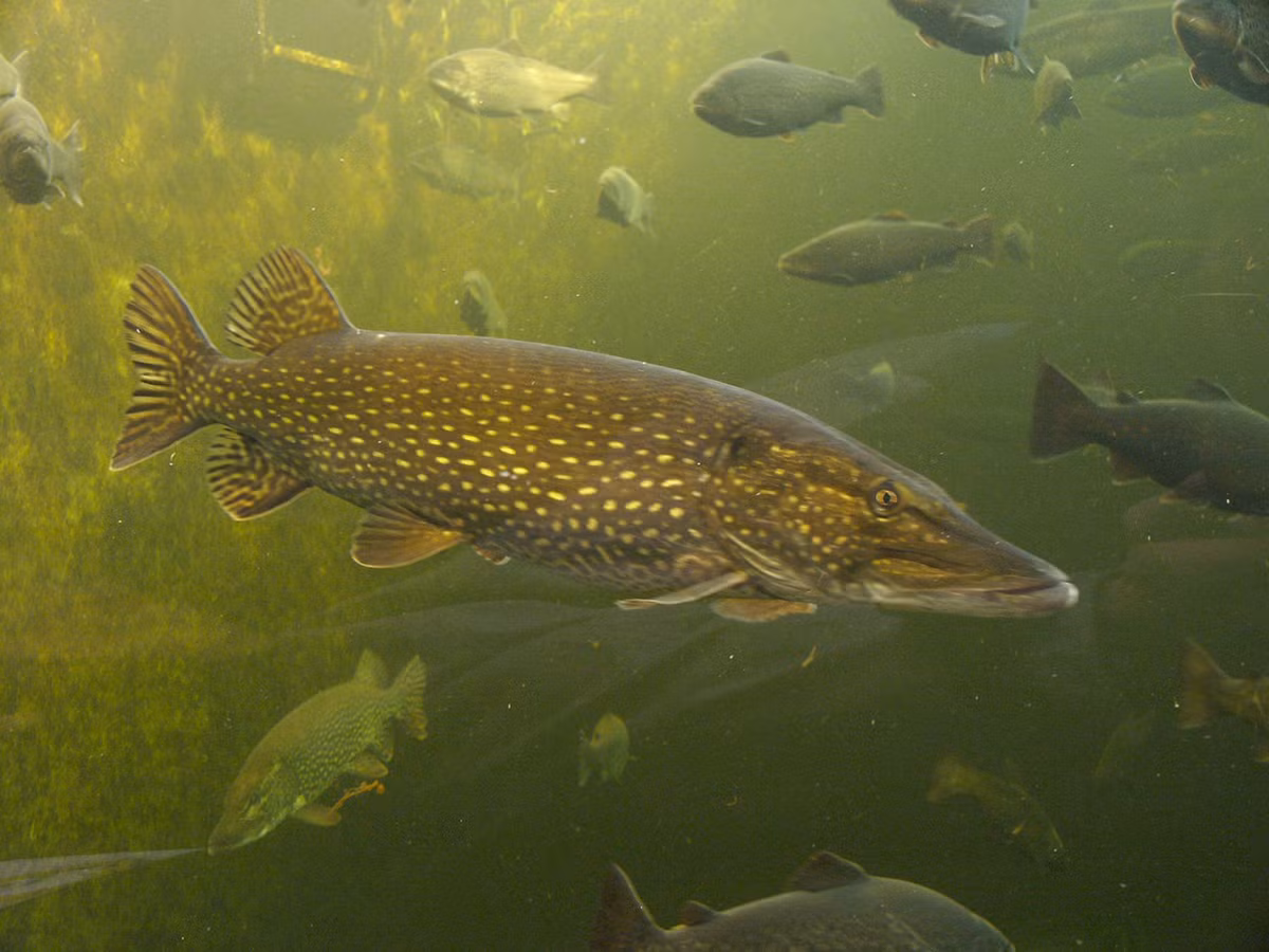 Thức ăn của chúng rất đa dạng, từ cá nhỏ, côn trùng, rắn, vịt con, ếch nhái, tôm, chim nước, đến các loài thú nhỏ.(Ảnh: Simple Wikipedia)