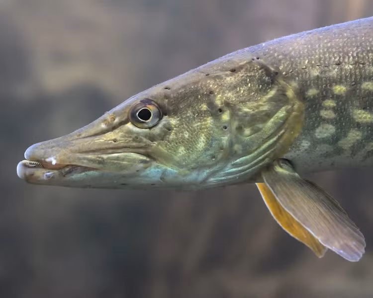 Đây là loài cá chó (Esox lucius), một loài cá nước ngọt hung dữ có cơ hàm khỏe và dịch tiêu hóa mạnh.(Ảnh: Animalia)