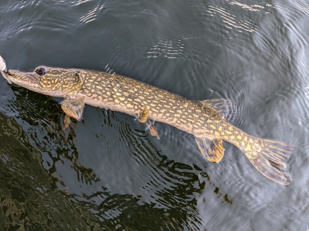 Cá chó dài khoảng 1,5m, nặng tới 23kg, và thường nấp một chỗ, co mình hình chữ "S" để chờ bắt mồi. (Ảnh: iNaturalist)