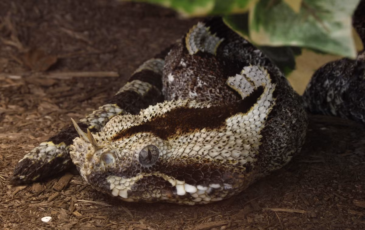 Điểm nổi bật nhất của rắn Bitis nasicornis chính là màu sắc sặc sỡ và hoa văn tinh tế trên cơ thể. Chúng sở hữu các hoa văn hình tam giác, chữ nhật và kim cương chạy dọc khắp cơ thể với các màu nổi bật như đỏ, vàng, xanh lá cây, xanh da trời và đen. Sự phối hợp màu sắc này không chỉ làm tăng thêm vẻ đẹp mà còn giúp chúng ngụy trang hiệu quả trong môi trường tự nhiên.(Ảnh:Wikipedia)