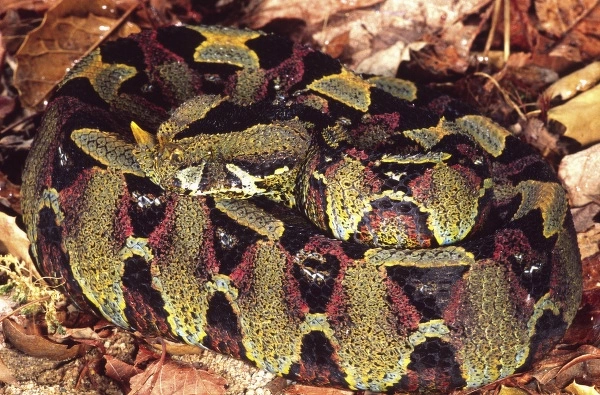 Chế độ ăn của Bitis nasicornis chủ yếu bao gồm các loài gặm nhấm, ếch, cá và các loài bò sát nhỏ khác.(Ảnh:Media Storehouse)