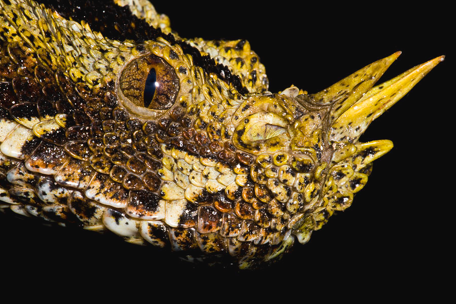 Bitis nasicornis đóng vai trò quan trọng trong hệ sinh thái tự nhiên, giúp kiểm soát số lượng các loài gặm nhấm và bò sát nhỏ. Mặc dù khá nguy hiểm đối với con người, nhưng chúng chủ yếu sống khá biệt lập và không gây hại nếu không bị quấy nhiễu.(Ảnh:Pixels)