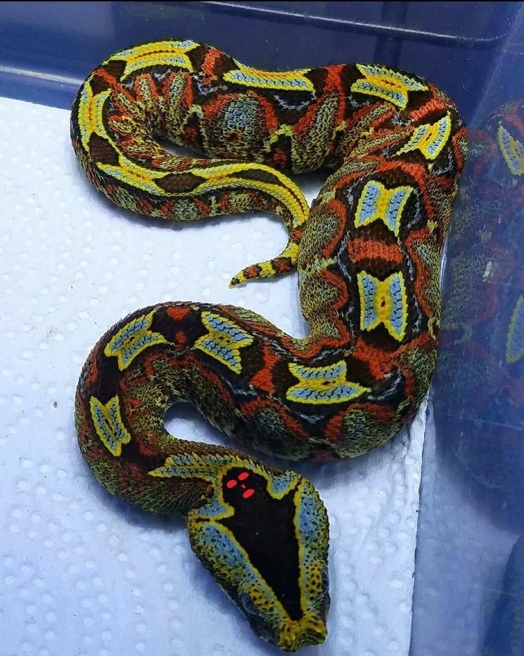 Rắn Bitis nasicornis có thân hình mập mạp và kích thước tương đối ngắn, với chiều dài trung bình từ 1,2 đến 1,5 mét và có thể phát triển đến 2 mét, nặng tới 15 kg. Thân hình chắc chắn với nhiều bắp thịt to khỏe, giúp chúng phình ra để đe dọa kẻ thù và linh hoạt trong các cuộc tấn công chớp nhoáng.(Ảnh:Reddit)