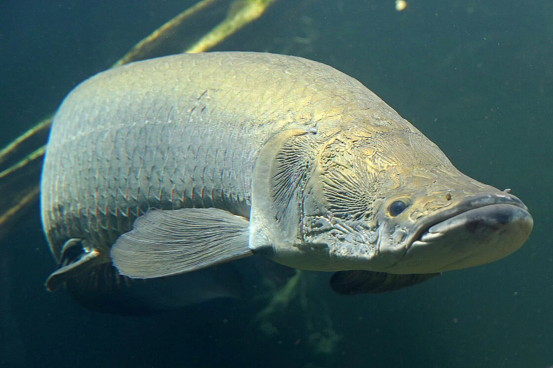 Ngoài giá trị thực phẩm, cá Arapaima còn được nuôi làm cá cảnh và được coi là biểu tượng phong thủy quan trọng. (Ảnh:Zoo Leipzig)