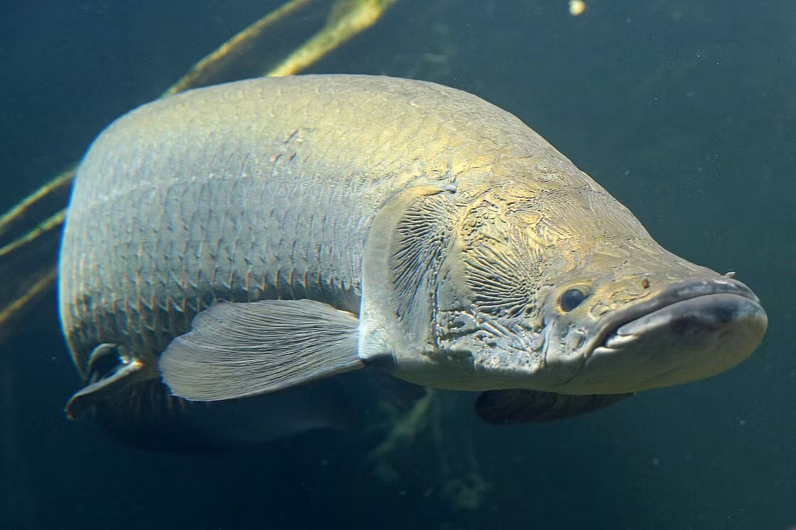 Ngoài giá trị thực phẩm, cá Arapaima còn được nuôi làm cá cảnh và được coi là biểu tượng phong thủy quan trọng. (Ảnh:Zoo Leipzig)