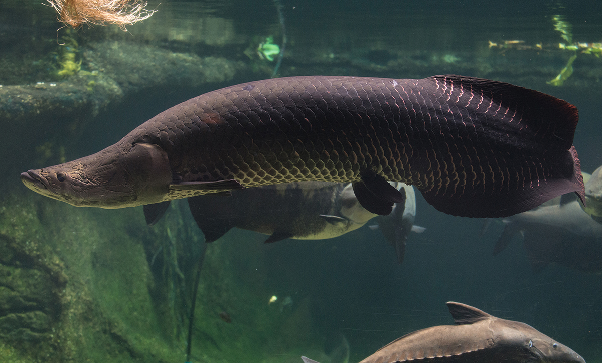 Arapaima thường ăn cá, giáp xác và động vật nhỏ sống gần bờ, và có thể tấn công cả cá sấu non khi đói cực độ.(Ảnh:National Zoo)