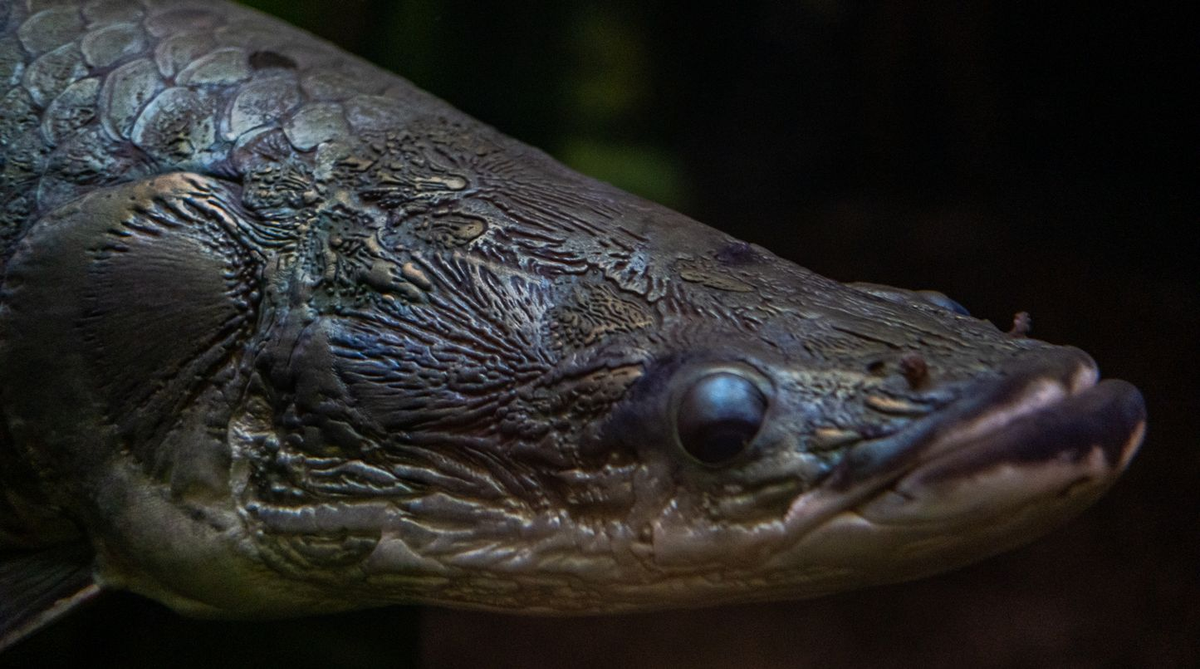 Cá Arapaima, còn được gọi là Pirarucu hay Paiche, là loài cá nước ngọt lớn nhất hành tinh, sống ở sông Amazon và sông Essequibo ở Nam Mỹ. "Quái vật" nước ngọt lớn nhất hành tinh này có thể dài tới 4 mét và nặng 300 kg. (Ảnh:Nausicaa)