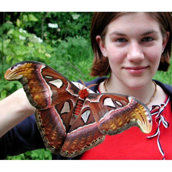 Thân hình của bướm khế nhỏ và được phủ bởi lớp lông. Loài bướm khủng trong Sách đỏ Việt Nam này có một cặp râu lớn trên đầu, với râu của con đực lớn hơn so với con cái.(Ảnh:Worldwide Butterflies)