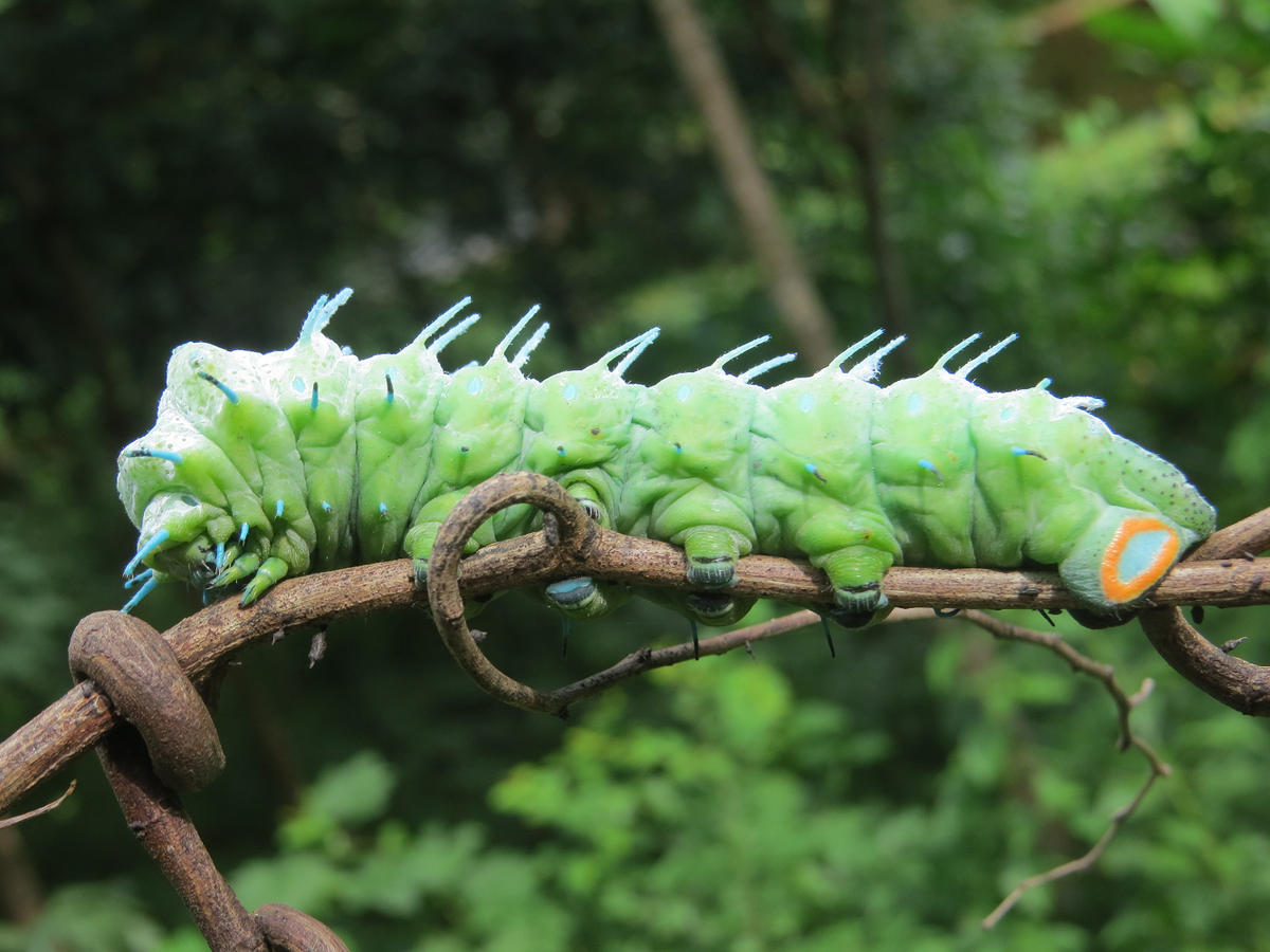 Vòng đời của bướm khế kéo dài từ 1 đến 2 tuần, bao gồm giai đoạn trứng, ấu trùng, nhộng và bướm trưởng thành. (Ảnh:Wikimedia Commons)