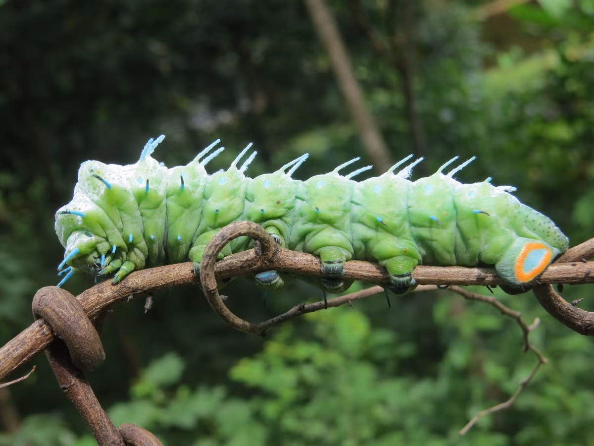 Vòng đời của bướm khế kéo dài từ 1 đến 2 tuần, bao gồm giai đoạn trứng, ấu trùng, nhộng và bướm trưởng thành. (Ảnh:Wikimedia Commons)