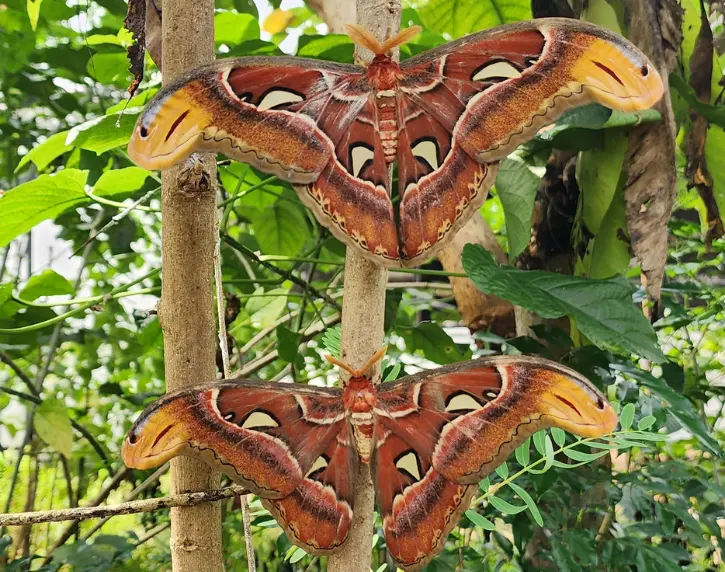 Để bảo tồn bướm khế, cần tạo điều kiện cho sinh vật này phát triển và không xua đuổi chúng khỏi môi trường sống tự nhiên của mình. Việc bảo vệ loài động vật này là cần thiết để duy trì sự đa dạng sinh học trong tự nhiên.(Ảnh:Aviary Park) 