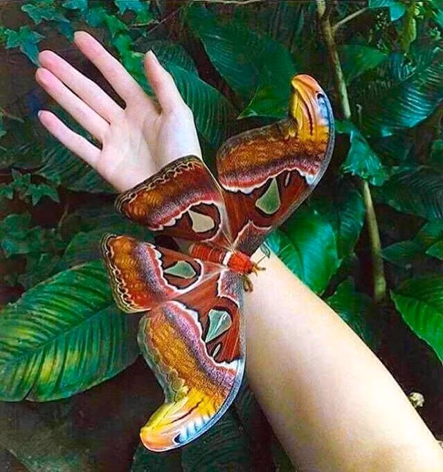 Bướm khế thường sinh sống ở môi trường rừng nhiệt đới khô, rừng thứ sinh và cây bụi. Chúng phân bố chủ yếu ở Nam Á, Đông Á và Đông Nam Á, cũng như ở một số tỉnh thành ở Việt Nam.(Ảnh:Amazonian Butterflies)