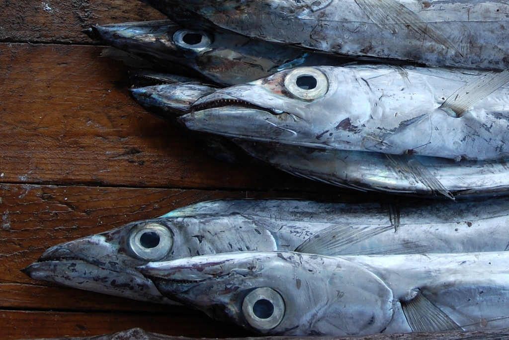 Cá đuôi tóc là minh chứng cho sự kỳ diệu và tính thích nghi đặc biệt của các loài sinh vật trong tự nhiên.(Ảnh: iNaturalist)