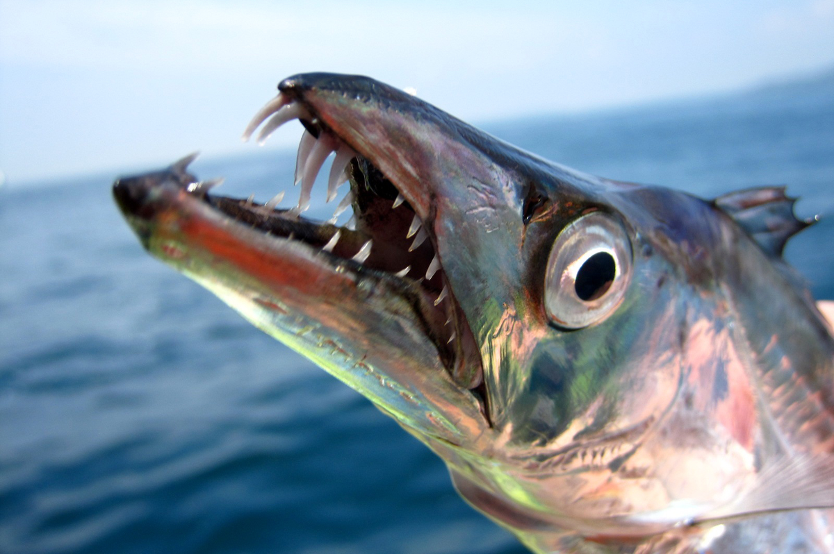 Khi bị đưa lên mặt nước, sự thay đổi áp suất đột ngột làm mỡ cá phát nổ, khiến cá chết ngay tức khắc.(Ảnh: Fishes of Australia)