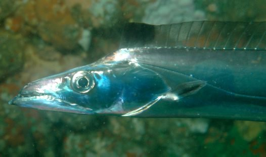 Hiện tượng này cho thấy mối quan hệ mật thiết giữa sinh vật và môi trường sống của chúng.(Ảnh: Australian Museum)