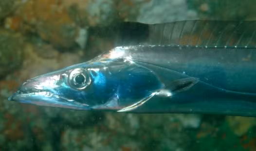 Hiện tượng này cho thấy mối quan hệ mật thiết giữa sinh vật và môi trường sống của chúng.(Ảnh: Australian Museum)