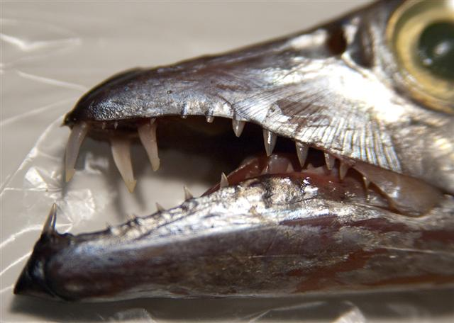 Dù khó bắt sống, loài cá này vẫn được đánh giá cao nhờ giá trị ẩm thực và sự độc đáo của nó.(Ảnh: Wikimedia Commons)