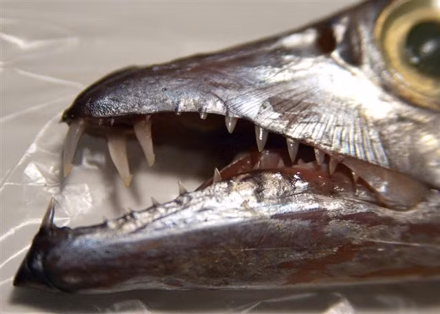 Dù khó bắt sống, loài cá này vẫn được đánh giá cao nhờ giá trị ẩm thực và sự độc đáo của nó.(Ảnh: Wikimedia Commons)