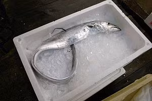 Loài cá này có đặc điểm đặc biệt là tự sát ngay sau khi bị bắt, khiến không ai bắt được chúng còn sống.(Ảnh: Wikipedia)