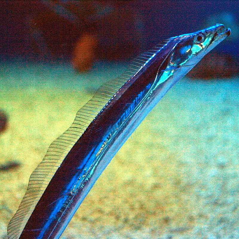 Cá đuôi tóc (cá hố, cá đao) là loài cá biển sâu với ngoại hình dài, thon, thịt thơm ngon, được nhiều người ưa chuộng. (Ảnh: Wikipedia)