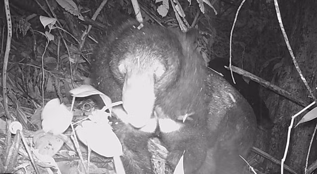 1. Gấu ngựa (Ursus thibetanus): Đây là một trong những loài động vật quý hiếm được phát hiện ở Khu Bảo tồn Thiên nhiên Pù Hu (Thanh Hóa).Gấu ngựa có ngực hình chữ V hoặc hình yếm trắng nổi bật trên nền lông đen, có tai lớn và dựng đứng, mũi dài, miệng rộng. Gấu ngựa được liệt kê là loài dễ bị tổn thương trong Sách đỏ IUCN. Môi trường sống bị suy thoái và săn bắt trái phép là những mối đe dọa chính. (Ảnh: Khu BTTN Pù Hu)