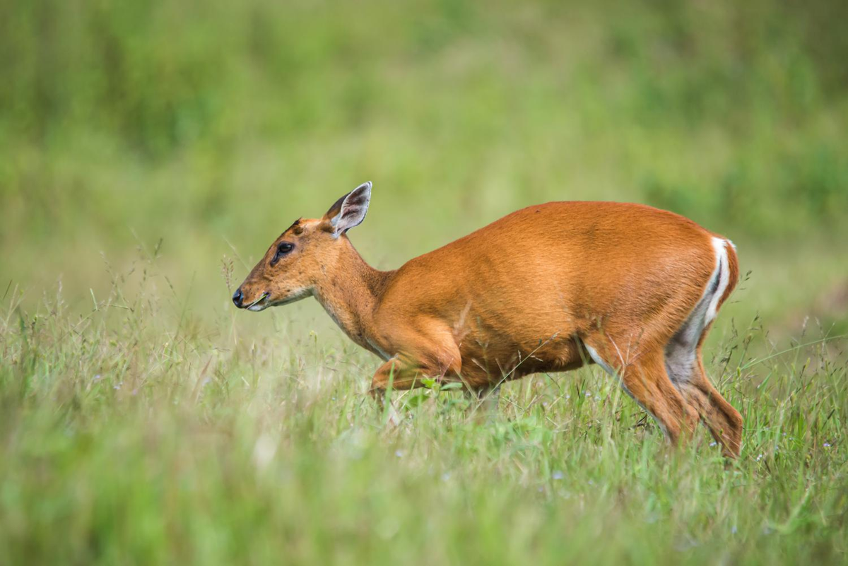 4. Hoẵng (Muntiacus muntjak): Hoẵng có kích thước nhỏ, thân hình thon dài, lông màu nâu đỏ và sừng ngắn. Mặc dù không quá hiếm, hoẵng vẫn bị đe dọa bởi săn bắt và mất môi trường sống.(Ảnh: Thai National Parks)