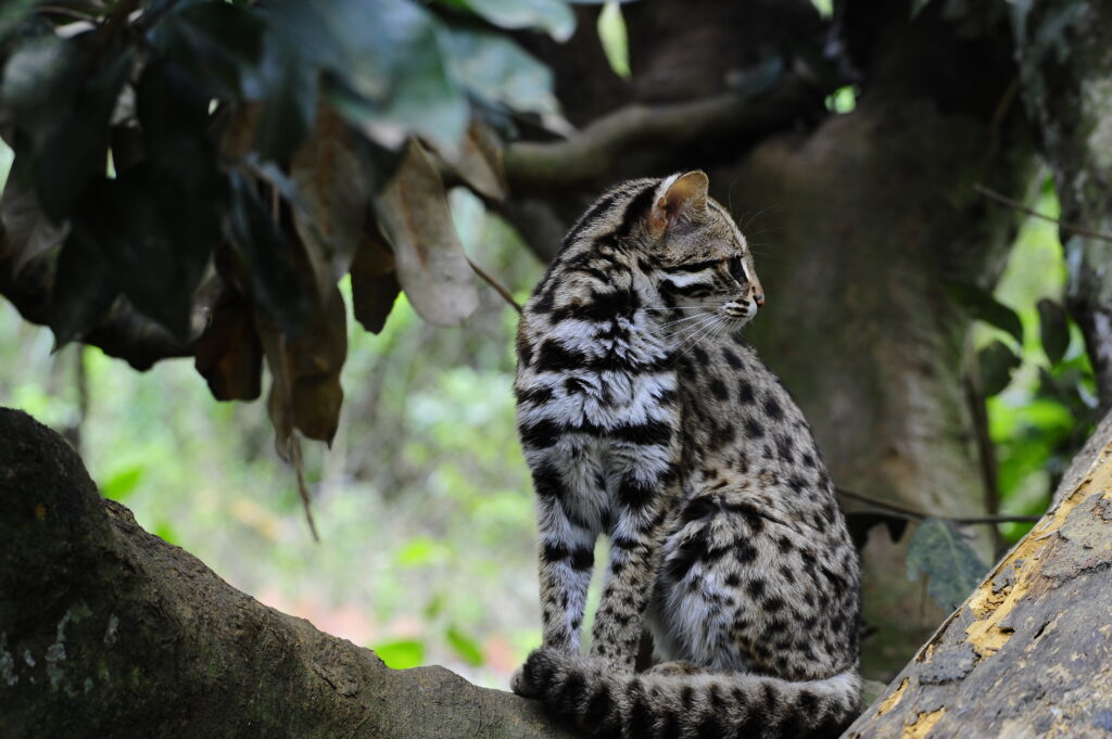 2. Mèo rừng (Prionailurus bengalensis): Loài động vật này có màu từ vàng nhạt đến xám với các đốm đen, thân hình nhỏ nhắn và linh hoạt. Mèo rừng được liệt kê trong Sách đỏ IUCN như một loài ít quan tâm, nhưng vẫn đối mặt với nguy cơ mất môi trường sống và săn bắt.(Ảnh: Save Vietnam's Wildlife)