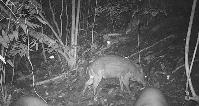 5. Lợn rừng (Sus scrofa): Lông của lợn rừng thô ráp, màu nâu đến đen, răng nanh dài và cong. Lợn rừng không bị coi là loài nguy cấp, nhưng có thể bị săn bắt trái phép.(Ảnh: Khu BTTN Pù Hu)