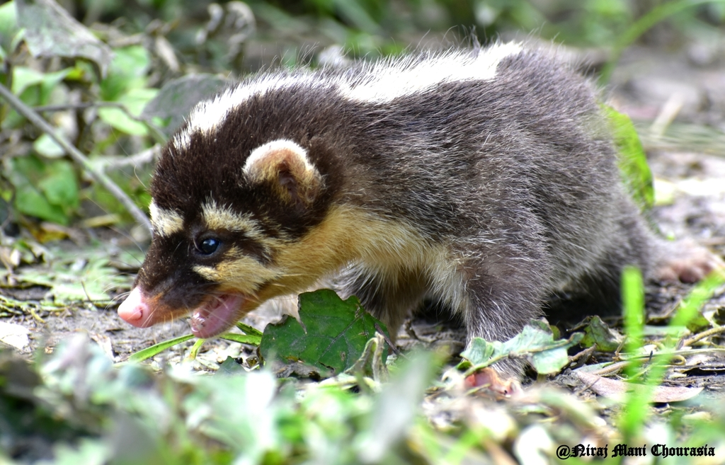 6. Chồn bạc má (Melogale moschata): Chúng sở hữu bộ lông màu xám bạc với sọc trắng trên đầu và mặt. Loài này ít được nghiên cứu và thông tin về số lượng còn hạn chế.(Ảnh: iNaturalist)