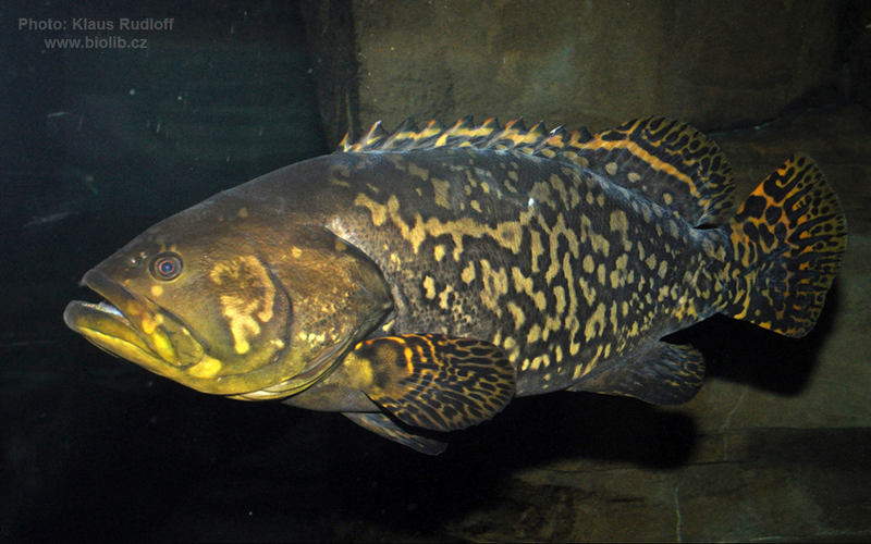 Đặc điểm nổi bật của cá mú là thân hình mạnh mẽ và màu sắc thay đổi từ xám, nâu đến màu xanh đen, giúp chúng ngụy trang hiệu quả trong môi trường sống.(Ảnh: Tag my Fish)