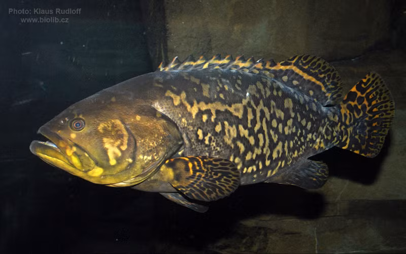 Đặc điểm nổi bật của cá mú là thân hình mạnh mẽ và màu sắc thay đổi từ xám, nâu đến màu xanh đen, giúp chúng ngụy trang hiệu quả trong môi trường sống.(Ảnh: Tag my Fish)